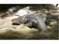 /album/animaux/le-crocodile-jpg/